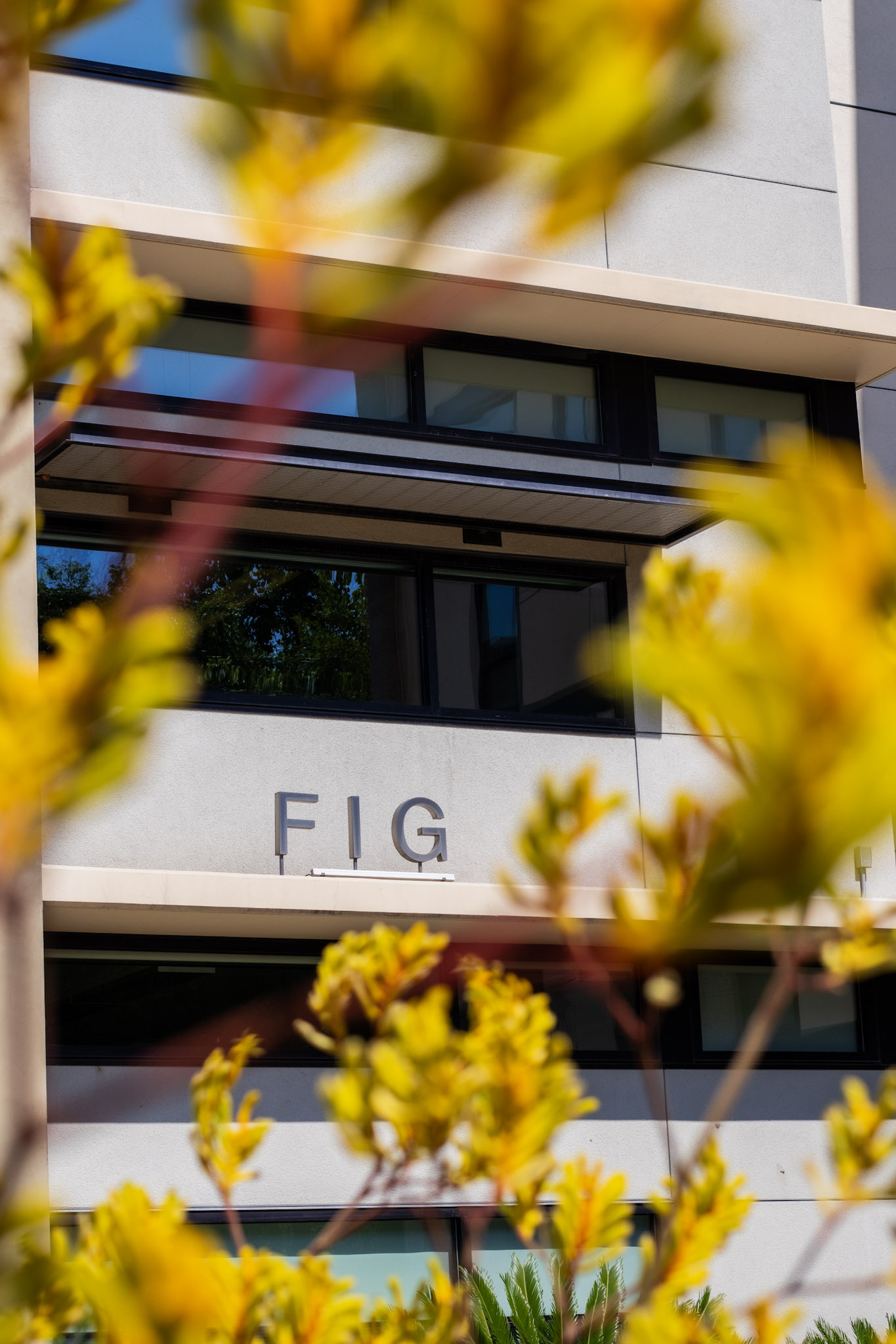 Fig building