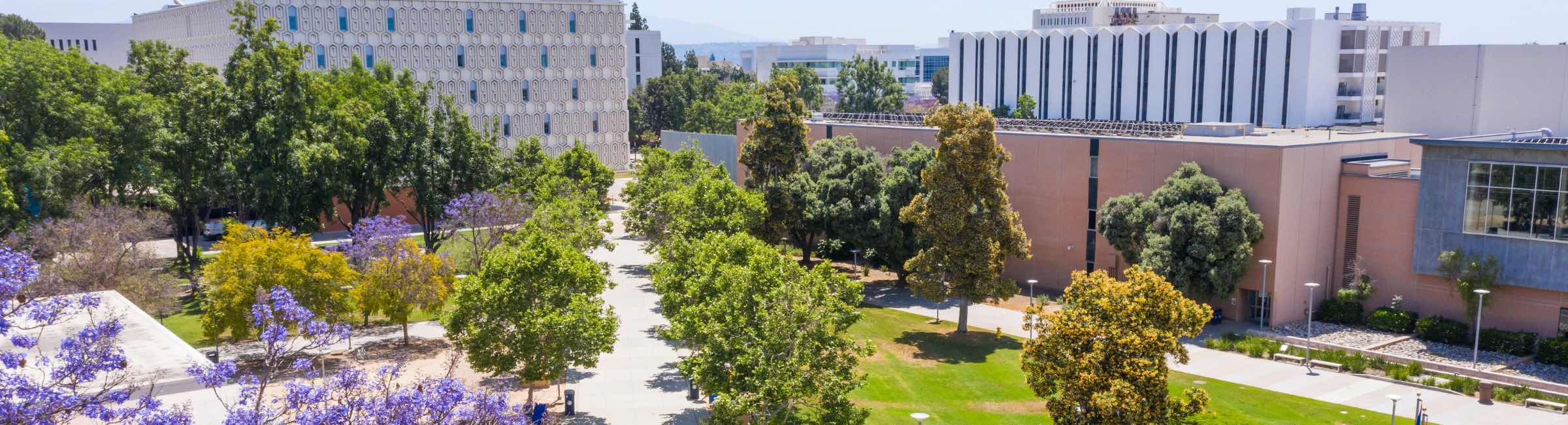 Trees surrounding CSUF Titan Walk 